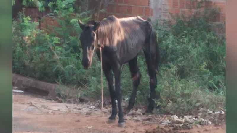 Em registro feito por morador