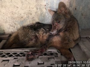 Animal apresentava dificuldades de locomoção e não conseguia sair
