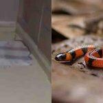 Serpente foi levada para o Cras