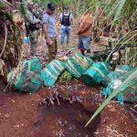 Agentes da Senad retiram maconha escondida em covas