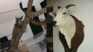 A prática de taxidermia tem vários tipos de atuação em Mato Grosso do Sul