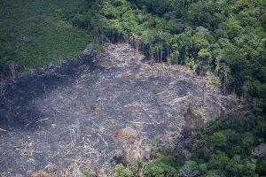 (Foto ilustrativa: Daniel Beltra /Greenpeace)