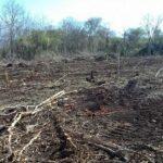 Área desmatada é de 1.741 hectares. (Foto: PMA/ Divulgação)