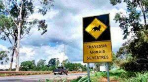 Projeto da ALEMS pretende criar vias seguras para travessia de animais silvestres