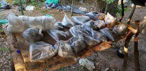 Droga encontrada em acampamento foi destruída. Foto: Senad