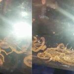 Morador capturou alguns escorpiões encontrados no quintal de casa.