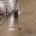 Rastro de fezes na entrada do banheiro surpreendeu moradores de Campo Grande