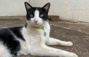 Gato Frajola