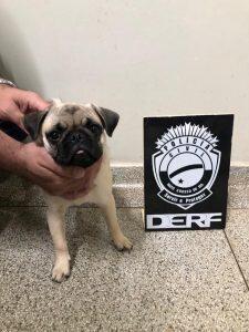 Cachorro foi encontrado com bandidos (Divulgação Derf)