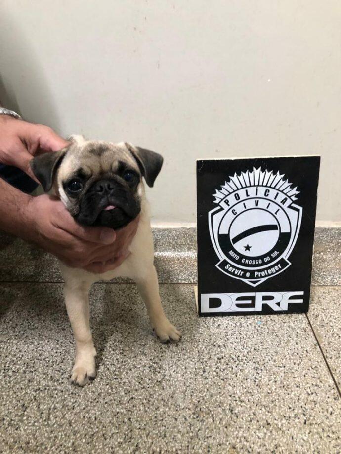 Cachorro foi encontrado com bandidos (Divulgação Derf)