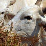 Vacina protege o animal contra a aftosa