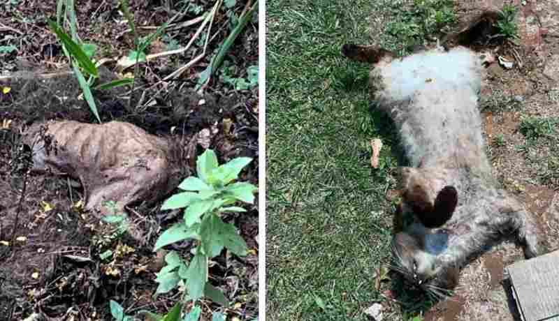 Animais não resistiram e morreram no local