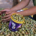 Amantes da guavira esperam o ano todo para degustar o fruto