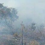 Incêndio atinge uma região de mata