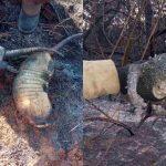 Tatus e macacos são os animais mais encontrados mortos pelas equipes