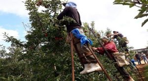 Indígenas trabalhando nas colheitas de maçã (Foto: Divulgação/Funtrab/Arquivo)