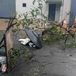 Moradores bloquearam via usando galhos
