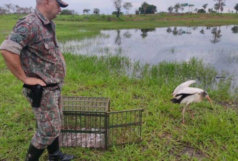 Ave foi solta na lagoa de uma fazenda pela Polícia Ambiental