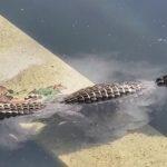Jacarezinho estava 'de boa' na piscina