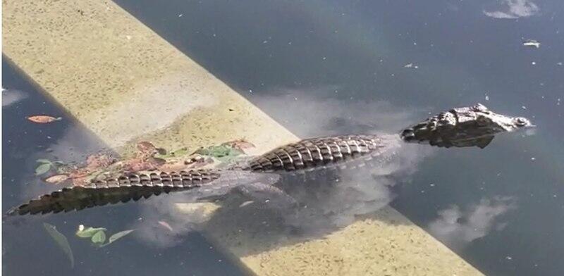 Jacarezinho estava 'de boa' na piscina