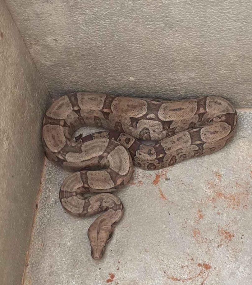 Cobra estava comendo pintinhos de residência. Foto: O Pantaneiro