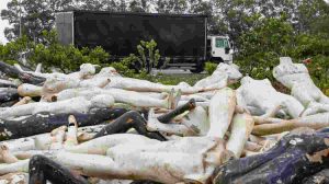 Manequins são descartados à beira da BR-262