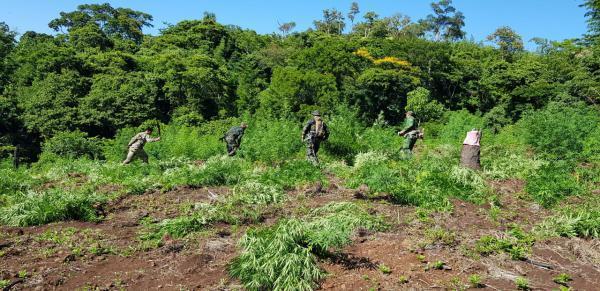 Agentes da Senad durante destruição das plantações. Foto: Senad