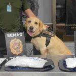 Droga estava em bagagem de mão e foi detectada pelo cão Bono