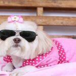Muita gente tem apostado no mercado pet como uma forma de ganhar dinheiro