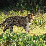 Onças são facilmente encontradas no Pantanal