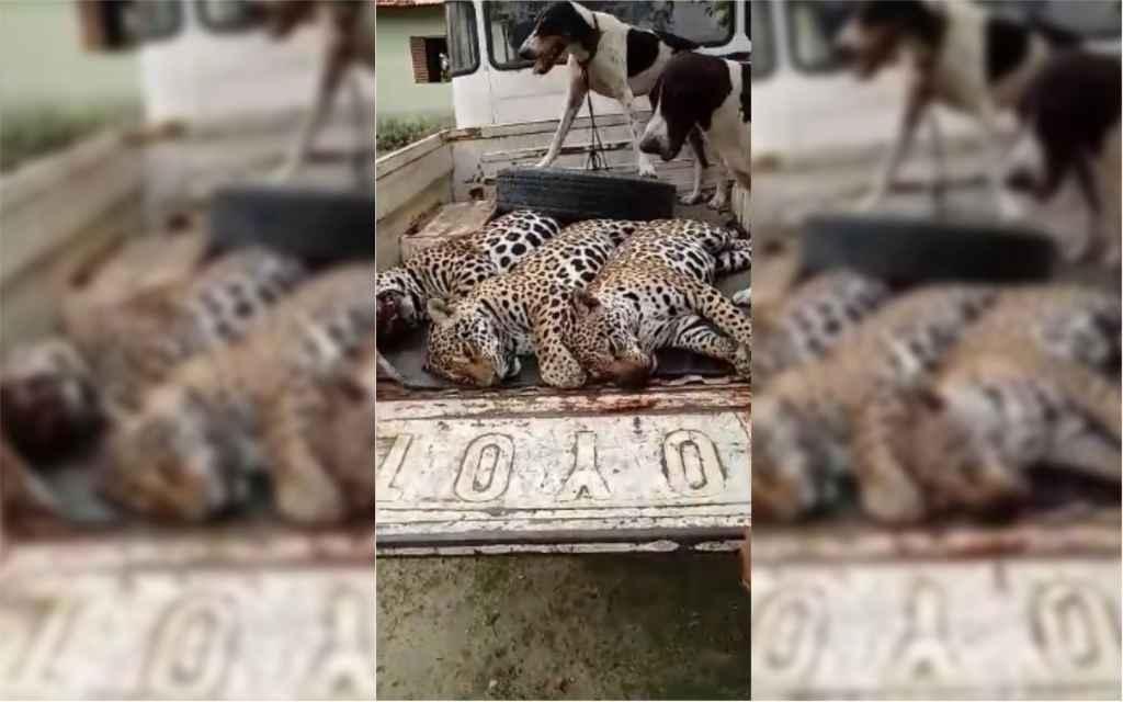 Foto: Reprodução/WhatsApp Jornal Midiamax