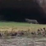 Moradores chegaram a gravar vídeo do momento em que onça caminha nas margens do Rio Paraguai