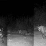 Duas pequenas oncinhas foram filmadas indo atrás da mãe em Corumbá