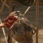 O pato está sendo alimentado por agentes da 31ª Delegacia de Capiatá