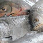 Toxina é encontrada em peixes e crustáceos.