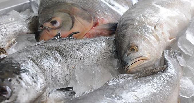Toxina é encontrada em peixes e crustáceos.