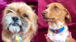 Cãezinhos estão disponíveis para adoção responsável