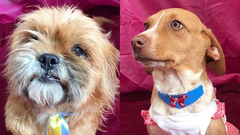 Cãezinhos estão disponíveis para adoção responsável