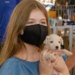 Animais vão poder ganhar um novo lar