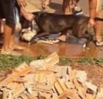 Imagem mostra momento do ataque registrado pela responsável da poodle. Foto: Divulgação
