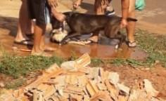 Imagem mostra momento do ataque registrado pela responsável da poodle. Foto: Divulgação