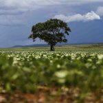 Janela para semeadura da soja vai até 31 de dezembro