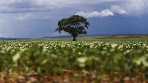 Janela para semeadura da soja vai até 31 de dezembro