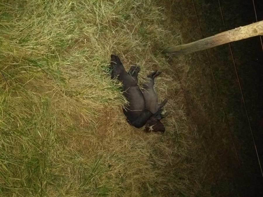 Os porcos foram escondidos em um matagal (Foto: PM)