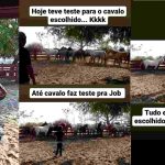 Animais também serão estrelas de novela da Globo