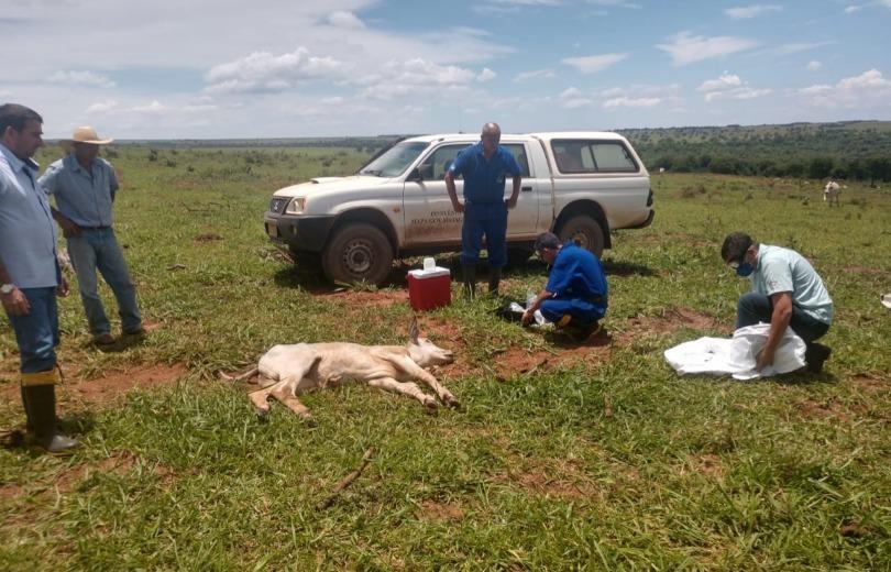 Animais contaminados estavam em fazendas próximas. (Foto: MS Todo Dia)