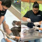 Animais foram avaliados na última semana