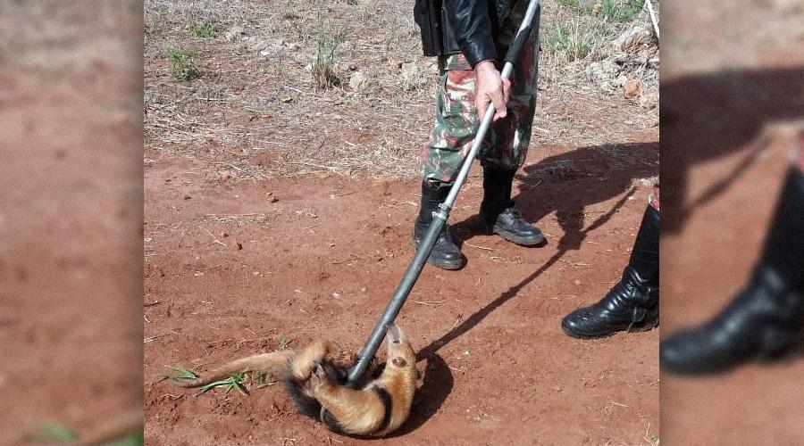 Foto: Divulgação PMA