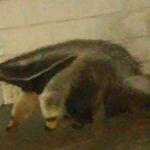 O animal acabou ficando assustado e estava agressivo.