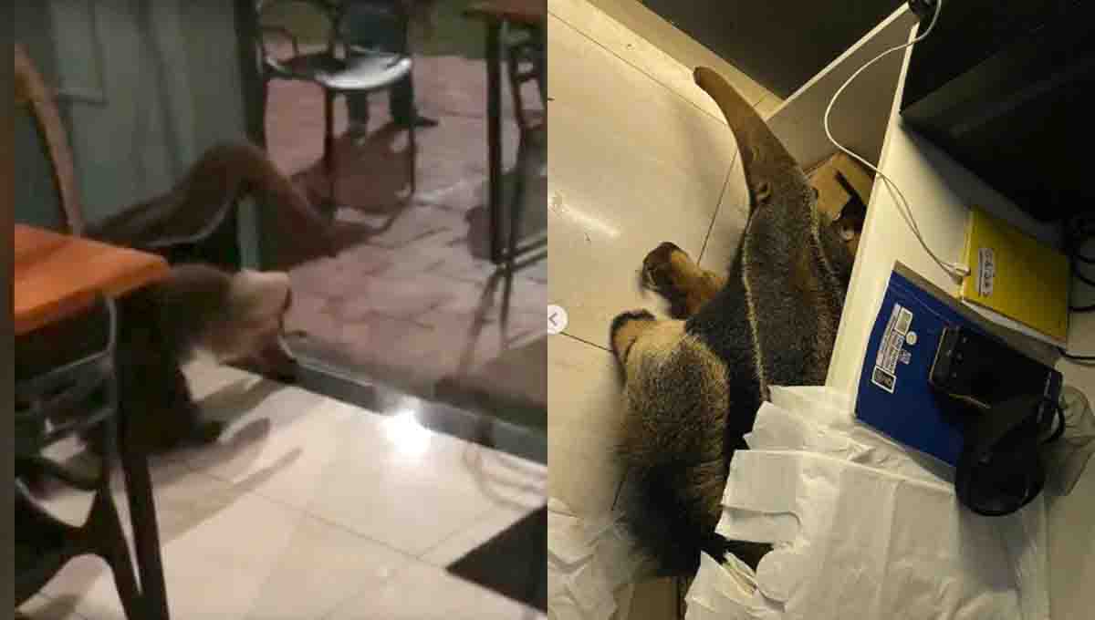 Animal foi flagrado em restaurante de sushi